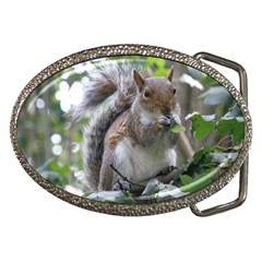 Gray Squirrel Eating Sycamore Seed Belt Buckles by GiftsbyNature