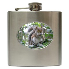 Gray Squirrel Eating Sycamore Seed Hip Flask (6 Oz)