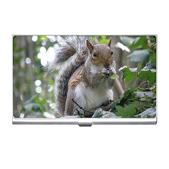 Gray Squirrel Eating Sycamore Seed Business Card Holders