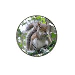 Gray Squirrel Eating Sycamore Seed Hat Clip Ball Marker Front