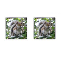 Gray Squirrel Eating Sycamore Seed Cufflinks (square) by GiftsbyNature