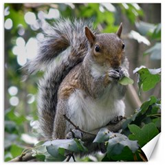 Gray Squirrel Eating Sycamore Seed Canvas 12  X 12   by GiftsbyNature