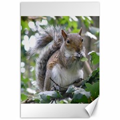 Gray Squirrel Eating Sycamore Seed Canvas 12  X 18  