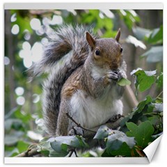 Gray Squirrel Eating Sycamore Seed Canvas 20  X 20  