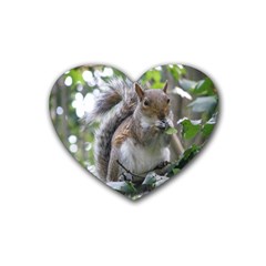 Gray Squirrel Eating Sycamore Seed Heart Coaster (4 Pack)  by GiftsbyNature