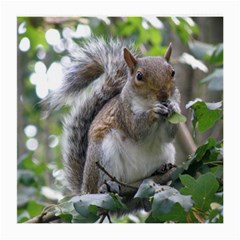 Gray Squirrel Eating Sycamore Seed Medium Glasses Cloth by GiftsbyNature