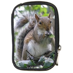 Gray Squirrel Eating Sycamore Seed Compact Camera Cases by GiftsbyNature