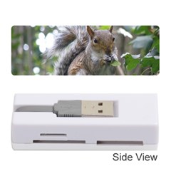 Gray Squirrel Eating Sycamore Seed Memory Card Reader (stick) 