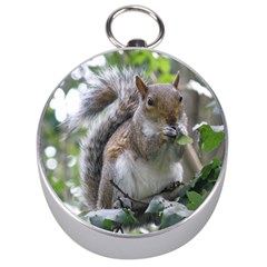 Gray Squirrel Eating Sycamore Seed Silver Compasses by GiftsbyNature