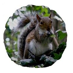 Gray Squirrel Eating Sycamore Seed Large 18  Premium Flano Round Cushions by GiftsbyNature