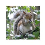 Gray Squirrel Eating Sycamore Seed Small Satin Scarf (Square) Front