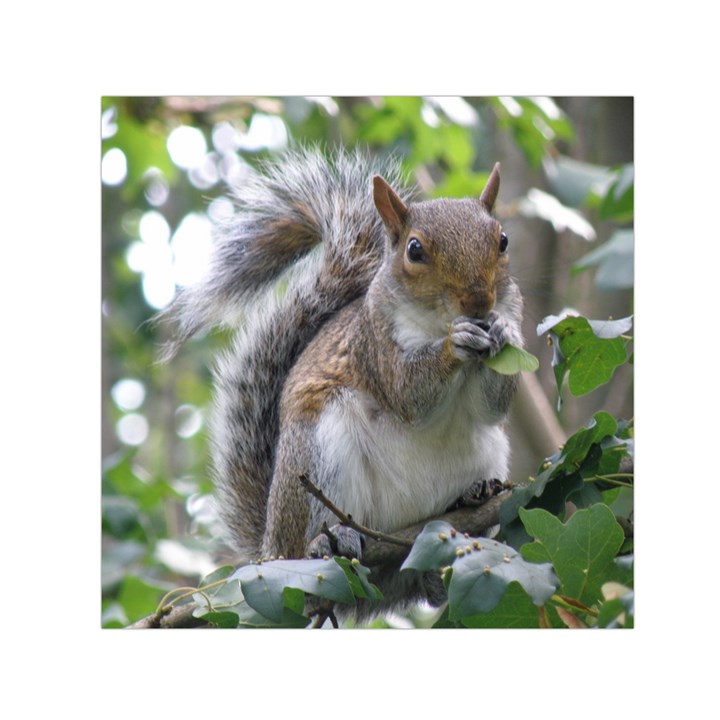 Gray Squirrel Eating Sycamore Seed Small Satin Scarf (Square)