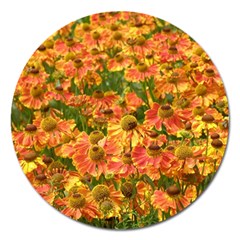 Helenium Flowers And Bees Magnet 5  (round) by GiftsbyNature