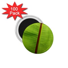 Ensete Leaf 1 75  Magnets (100 Pack)  by picsaspassion