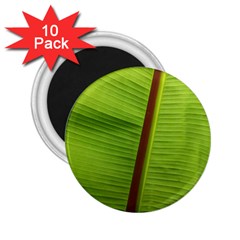 Ensete Leaf 2 25  Magnets (10 Pack)  by picsaspassion