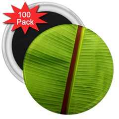 Ensete Leaf 3  Magnets (100 Pack) by picsaspassion