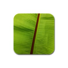 Ensete Leaf Rubber Square Coaster (4 Pack)  by picsaspassion