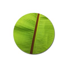 Ensete Leaf Magnet 3  (round) by picsaspassion