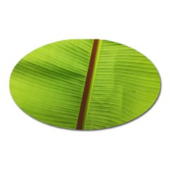 Ensete Leaf Oval Magnet