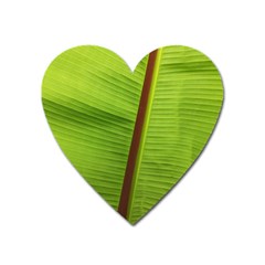 Ensete Leaf Heart Magnet by picsaspassion