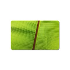 Ensete Leaf Magnet (name Card) by picsaspassion