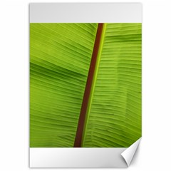 Ensete Leaf Canvas 12  X 18   by picsaspassion