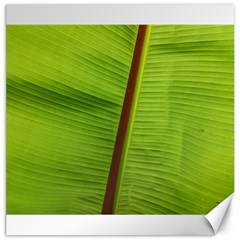 Ensete Leaf Canvas 20  X 20  