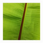 Ensete leaf Medium Glasses Cloth Front