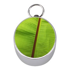 Ensete Leaf Mini Silver Compasses by picsaspassion