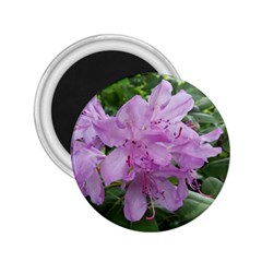 Purple Rhododendron Flower 2 25  Magnets