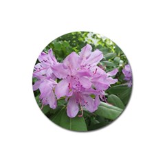 Purple Rhododendron Flower Magnet 3  (round) by picsaspassion