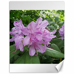 Purple Rhododendron Flower Canvas 12  X 16   by picsaspassion