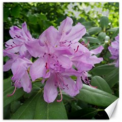 Purple Rhododendron Flower Canvas 16  X 16   by picsaspassion