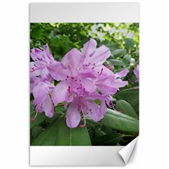 Purple Rhododendron Flower Canvas 24  X 36  by picsaspassion