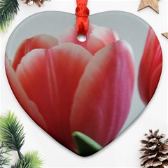 Red - White Tulip Flower Ornament (heart)  by picsaspassion