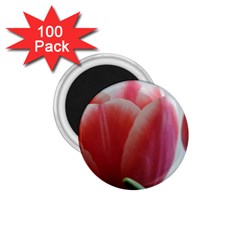 Red - White Tulip Flower 1 75  Magnets (100 Pack)  by picsaspassion