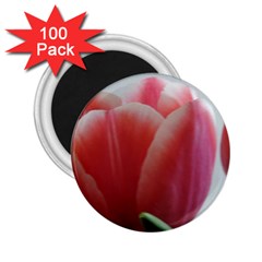 Red - White Tulip Flower 2 25  Magnets (100 Pack)  by picsaspassion