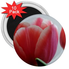 Red - White Tulip Flower 3  Magnets (10 Pack)  by picsaspassion