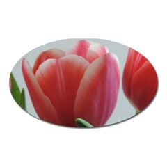 Red - White Tulip Flower Oval Magnet by picsaspassion