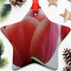 Red - White Tulip Flower Star Ornament (two Sides) 