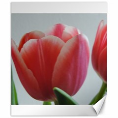 Red - White Tulip Flower Canvas 8  X 10  by picsaspassion