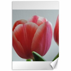 Red - White Tulip Flower Canvas 12  X 18   by picsaspassion