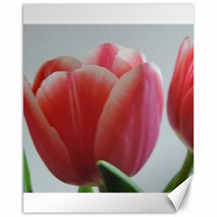 Red - White Tulip Flower Canvas 16  X 20   by picsaspassion