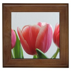 Red Tulips Framed Tiles by picsaspassion