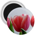 Red Tulips 3  Magnets Front