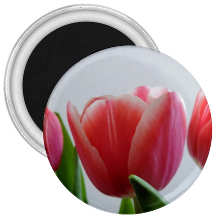 Red Tulips 3  Magnets