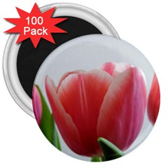 Red Tulips 3  Magnets (100 Pack) by picsaspassion