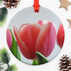 Red Tulips Round Ornament (two Sides)  by picsaspassion