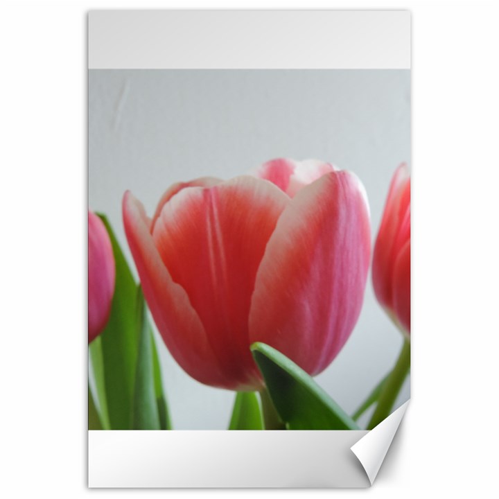 Red Tulips Canvas 20  x 30  