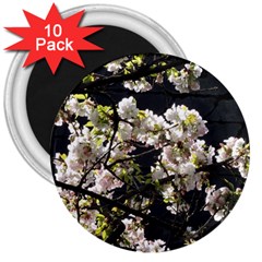 Blooming Japanese Cherry Flowers 3  Magnets (10 Pack) 